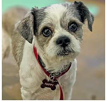 Photo of Happy