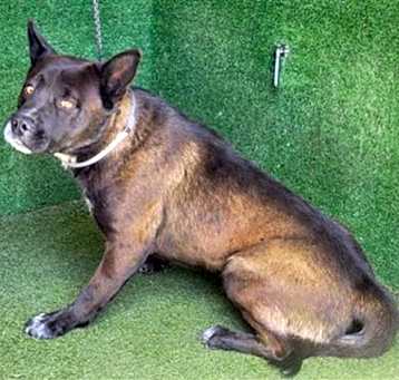 Photo of BROWNIE