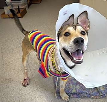 Photo of FLYNN