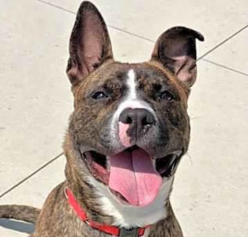 Photo of Roscoe