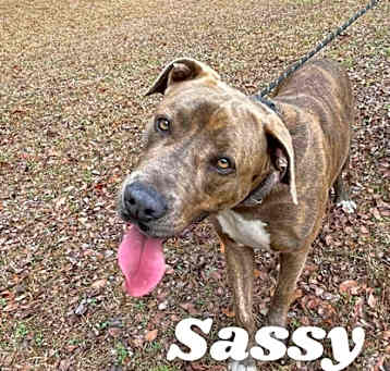 Photo of Sassy