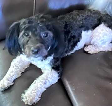Photo of Scout