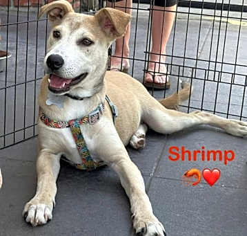Photo of Shrimp
