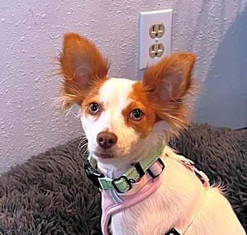 Photo of Hazel