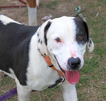 Photo of Bruiser Von Tank