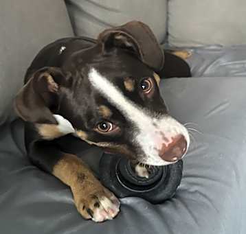 Photo of Stitch