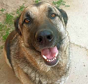 Photo of Bongo