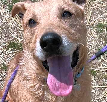 Photo of Mollie In Foster