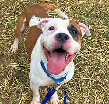 Photo of Chester