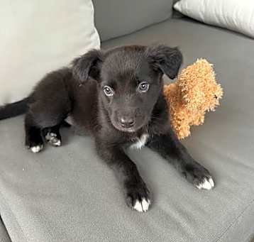 Photo of Tippy