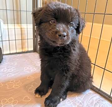 Photo of Bear