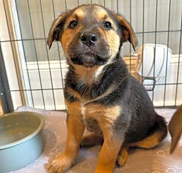 Photo of Moose