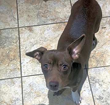 Photo of Pebbles