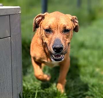 Photo of Zander