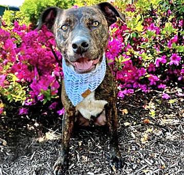 Photo of BRUCE