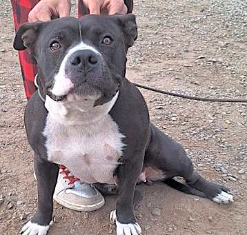 Photo of Layla