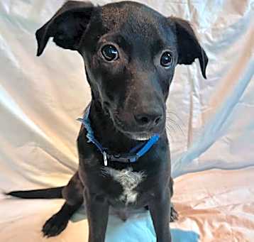 Photo of Bluey