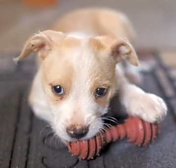 Photo of Macy