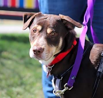 Photo of Biscuit