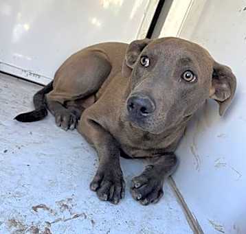 Photo of BLUEY