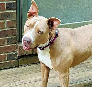 Photo of Butterscotch ~ meet me!