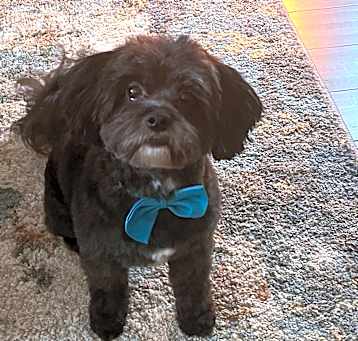 Photo of Rufus