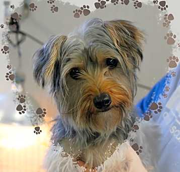 Photo of Daisy