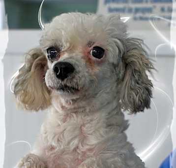 Photo of Scribbles