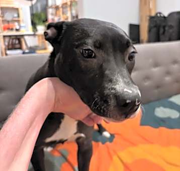 Photo of Pebbles