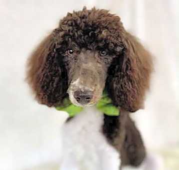 Photo of Cassius