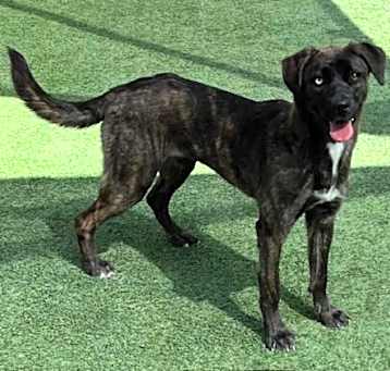 Photo of *MAGGIE