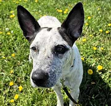 Photo of Bindi