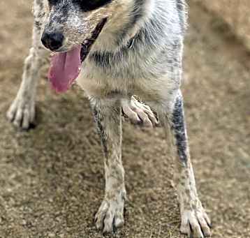 Photo of Bluey
