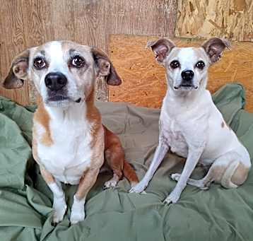 Photo of Stomper and Daphne