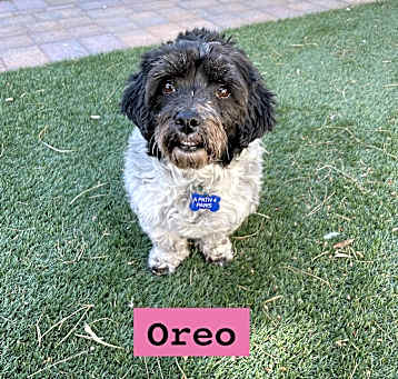Photo of Oreo