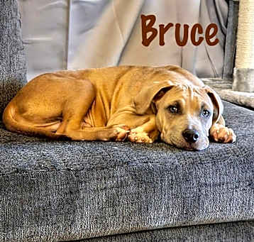 Photo of Bruce