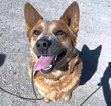 Photo of Rusty