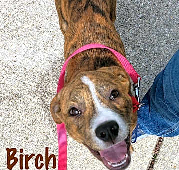 Photo of Birch