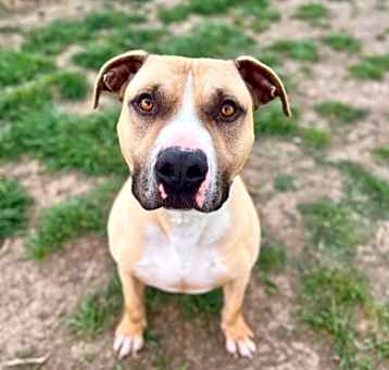 Photo of 88426 Julius