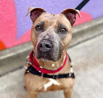 Photo of Dozer