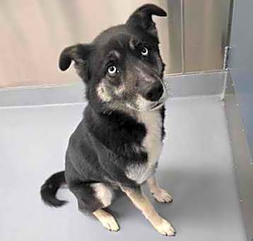 Photo of Loki