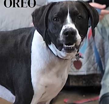 Photo of Oreo
