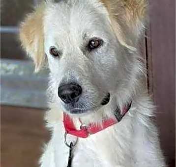Photo of Gracie