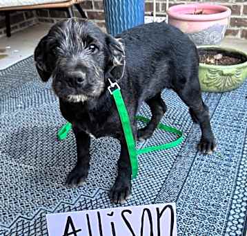 Photo of Allison