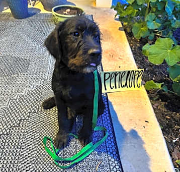Photo of Penelope