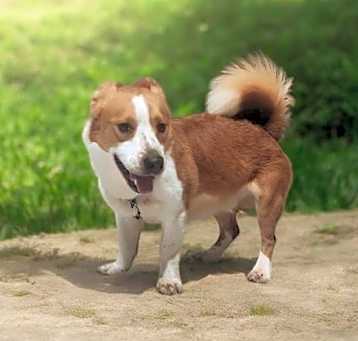 Photo of Cane