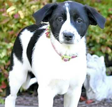 Photo of PUPPY MIMI