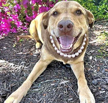 Photo of DAISY