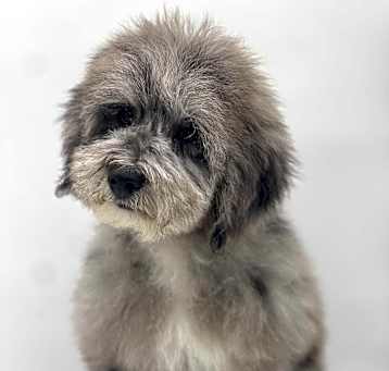 Photo of Tessie