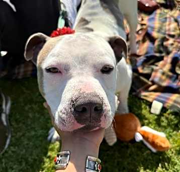 Photo of Moosey